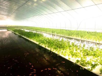 “楼房养鱼水面种菜”！广水这种生态种养厉害