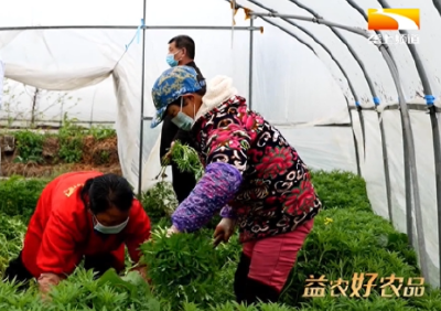 每亩纯收入过万元 “蔡甸藜蒿”成乡亲致富“法宝”