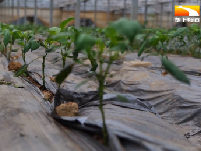 近期气温波动大 蔬菜生产如何稳产增收