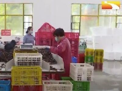 潜江小龙虾交易红火 货源充足品质高