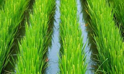 稻虾鱼共生 一亩地赚三份钱