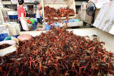 湖北武汉市 繁育优质虾苗带动小龙虾产业发展