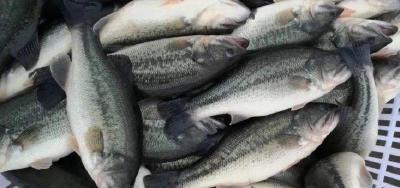 紧急：多地发通知暂停堂食！部分市场关闭，鳜鱼黑鱼鲈鱼黄颡鮰鱼掉价