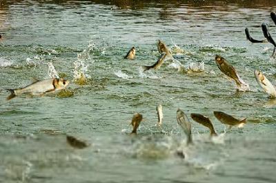 为您详解细菌性肠炎病症状特点以及应对方法