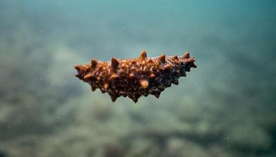 海参春季摄食期应注意的问题，你知道吗？