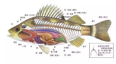 很多养鱼户并不知道的鱼类消化系统各部分