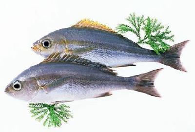 鱼类氨基酸需求的影响因素