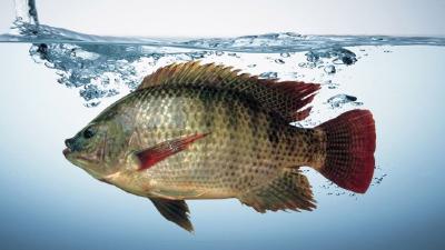 集约化养殖罗非鱼