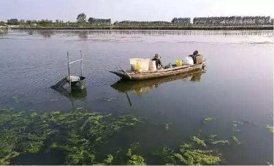 水产养殖贴士之蟹池春季水质调节至关重要