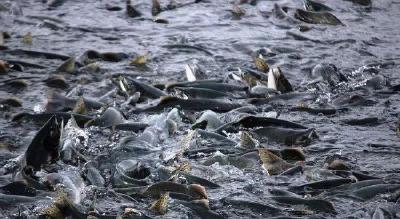 教你如何判断鱼的饥饱