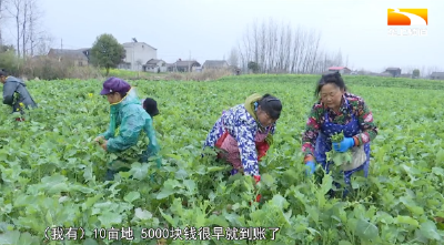 既可摘菜薹又能收菜籽 “一菜两用”模式效益高