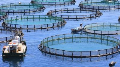 植物精油在水产养殖中的作用