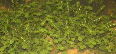 春季蟹塘伊乐藻管控技术要点