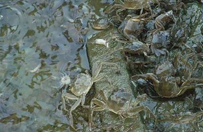 春季河蟹养殖的五个注意事项