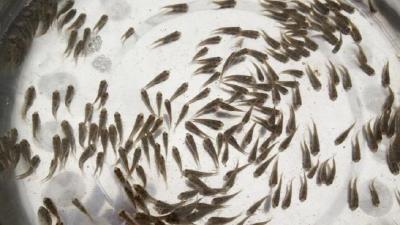 豆浆饲养鱼苗的技术