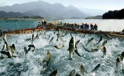 水温升高，细菌肆虐！水产养殖户如何做好病害防治措施？