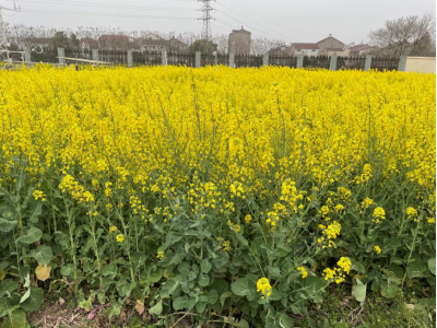 江汉平原上周温光较优 中度干旱麦油应科学田管