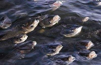 发霉料导致大量死鱼？养鱼户损失百万元，却被告上法院，问题出在哪？