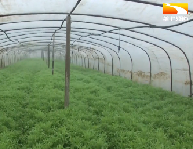 分批播种错峰上市 大棚藜蒿卖价好
