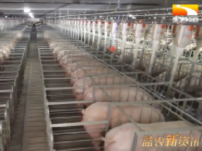 补链延链强链 湖北生猪产业链今年这样干