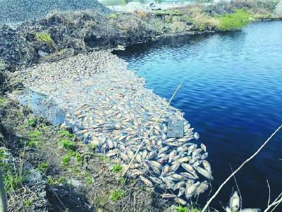 如何识别中毒死鱼