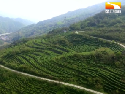 乡亲抓好茶园管护 力争茶叶丰产丰收