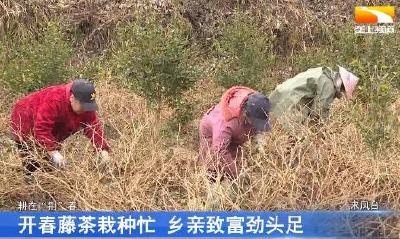 开春忙种藤茶 乡亲致富劲头足