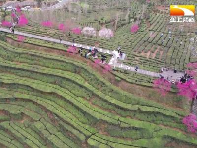 英山云雾茶少量上市 价格上涨行情火热