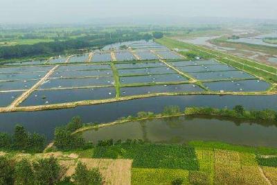 水产养殖户如何手工制作内服药饵？