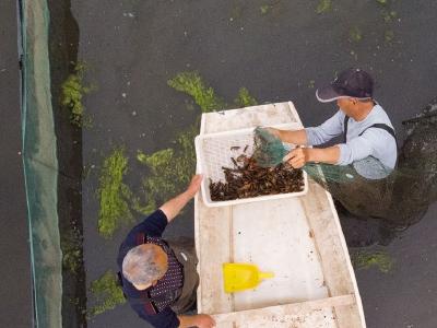 荆州公安县采用育养分区养殖小龙虾带动农民增收