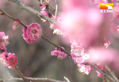 春赏花夏摘果 果园队里增收有法宝