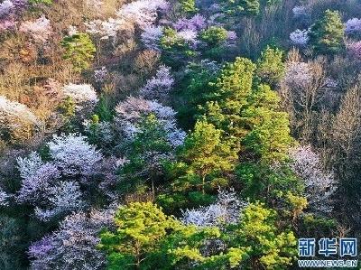 荆门大山深处5000亩野樱桃花盛开