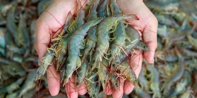 新技术，虾病检测出利器！这样检测EHP感染，方便又快捷！