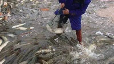 细菌性烂鳃病有很多种，分不清用错药后悔莫及！