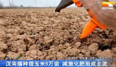 汉南播种甜玉米5万亩 减施化肥渐成主流