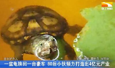 一盆龟换回一台豪车 80后小伙倾力打造出4亿元产业