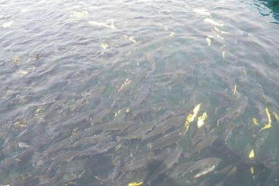 鱼病流行季节前的药物预防：硫酸铜、硫酸亚铁以及氟苯尼考用法用量如何把握？