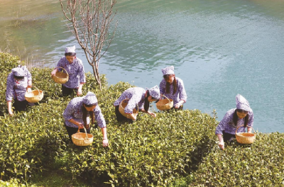 宜昌早茶开园 茶农采摘今年第一篮春茶