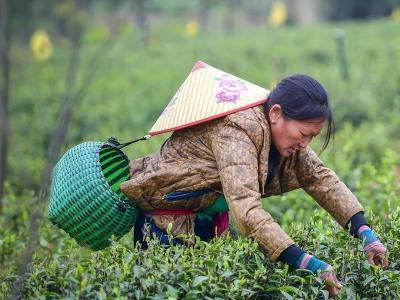 春暖茶飘香！荣获国家农产品地标的“江夏光明茶”上新了