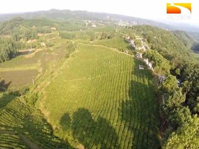 抢鲜采 匠心制 谷城茶网上成香饽饽
