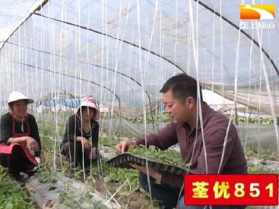 不误农时 乡亲加紧育菜苗栽茶苗