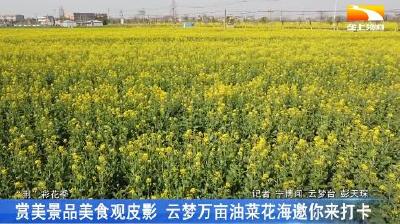 赏美景品美食观皮影 云梦万亩油菜花海邀你来打卡