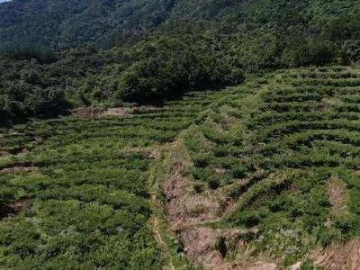 浠水召能人上山种茶 带动数千户农民增收