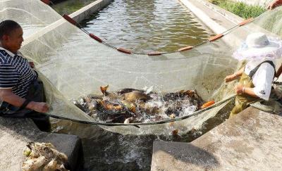 湖北咸宁通山县龙街镇：养鱼致富有奔头