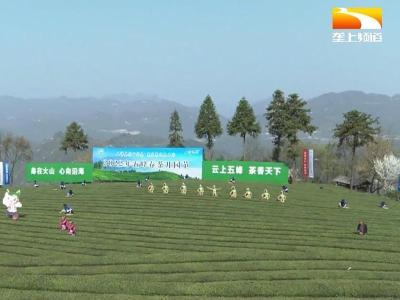 茶旅融合促振兴 宜昌五峰春茶开园上市
