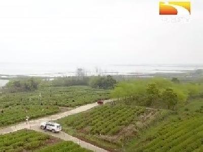 咸宁30多家生态茶园主打绿色牌 助力百亿茶产业