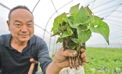 当阳打造鱼腥草全产业链