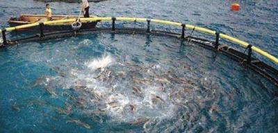 “螃蟹争夺战开始”！日韩跟随美国制裁俄罗斯，水产业“躺枪”