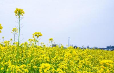 官宣！今年“春姑娘”早来了10天左右