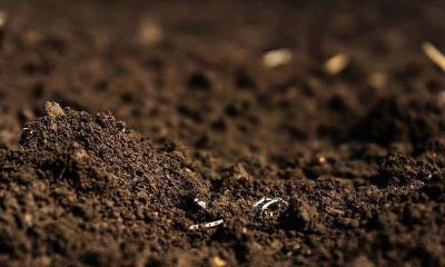 有机肥与无机肥这样搭配春季肥水不用愁！